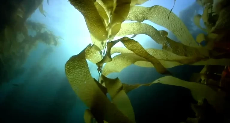 kelp blue renewable energy