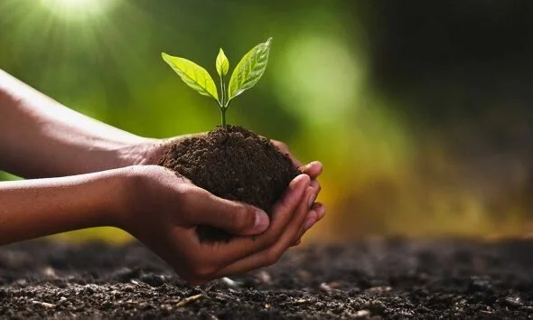 Hands holding plant for Earth day