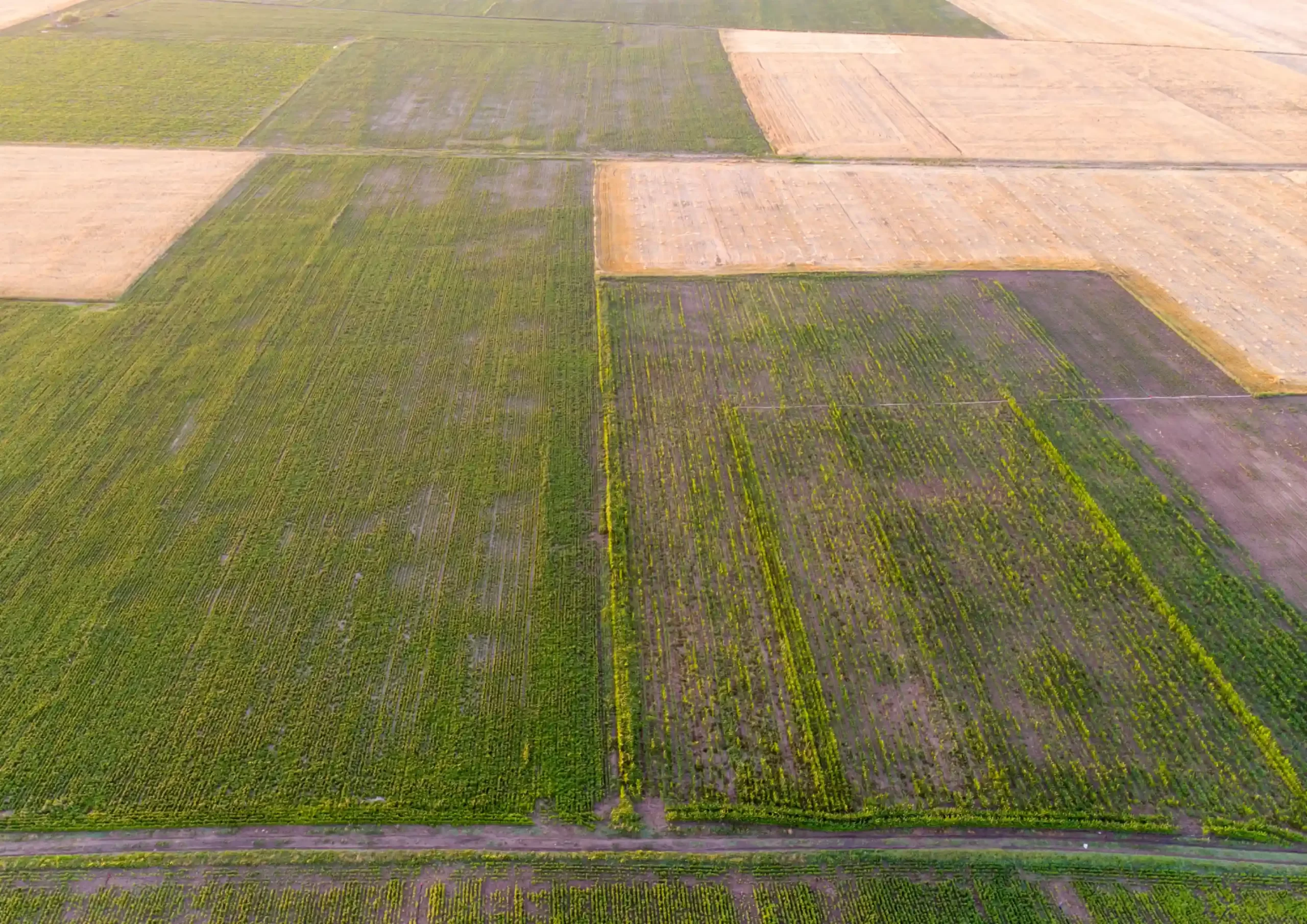 large farmer's field.